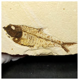 13016 - Finest Grade Diplomystus dentatus Fossil Fish Green River Fm WY Eocene Age