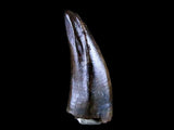 10040 - Museum Grade Gorgosaurus Serrated Tyrannosaurid Tooth Cretaceous Dinosaur