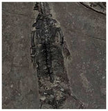 D1 - Nicely Preserved Juvenile Keichousaurus hui Early Triassic Reptile Huxia Formation