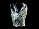 10050 - Real Triceratops horridus Dinosaur Fossil Tooth - Hell Creek Fm - Montana