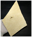 14021 - Amazing Rare Fossil Crustacean Lobster Palaeastacus sp Upper Jurassic Germany