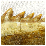14001- Nicely Preserved Notidanodon loozi (Cow Shark) Tooth