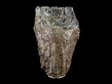 10051 - Real Triceratops horridus Dinosaur Fossil Tooth - Hell Creek Fm - Montana