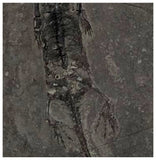 D1 - Nicely Preserved Juvenile Keichousaurus hui Early Triassic Reptile Huxia Formation