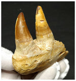 13053 - Amazing Eremiasaurus heterodontus (Mosasaur) Partial Jaw with Teeth