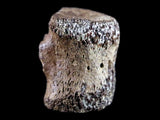 10060 - Avaceratops Dinosaur Tail Vertebrae Bone - Judith River Fm - Montana