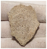 13010 - Exceedingly Rare Saltasaurus Titanosaur Egg Shell - Late Cretaceous