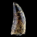 10058 - Amazing Albertosaurus Serrated Tyrannosaurid Dinosaur Tooth Cretaceous - Montana