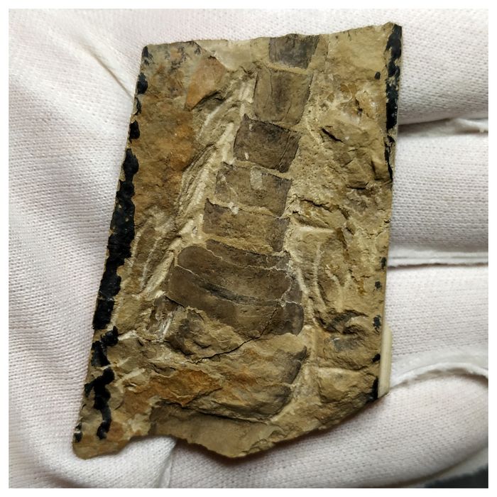 13042 - Large Nice Silurian Sea Scorpion Eurypterus Balteurypterus