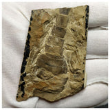 13042 - Large Nice Silurian Sea Scorpion Eurypterus Balteurypterus