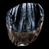 10054 - Rare Centrosaurus Fossil Tooth Ceratopsid Dinosaur Judith River Fm - Montana