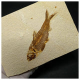13020 - Finest Grade Knightia eocaena Fossil Fish Green River Fm WY Eocene Age
