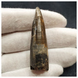 10120 - Exceedingly Rare Suchomimus tenerensis Dinosaur Tooth - Elrhaz Fm - Niger