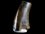 10042 - Real Daspletosaurus Tyrannosaurid Dinosaur Tooth Cretaceous - Montana