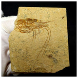 13059 - Finest Grade Fossil Shrimp Carpopenaeus Cretaceous Age Lebanon