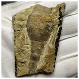 13042 - Large Nice Silurian Sea Scorpion Eurypterus Balteurypterus