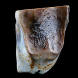 10048 - Real Triceratops horridus Dinosaur Fossil Tooth - Hell Creek Fm - Montana