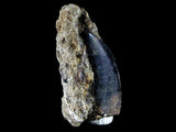 10057 - Amazing Albertosaurus Serrated Dinosaur Tooth in Natural Matrix - Cretaceous - Montana