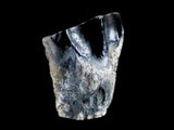 10050 - Real Triceratops horridus Dinosaur Fossil Tooth - Hell Creek Fm - Montana