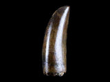10040 - Museum Grade Gorgosaurus Serrated Tyrannosaurid Tooth Cretaceous Dinosaur