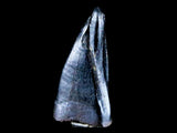 10059 - Albertosaurus Finest Juvenile Premaxillary Tooth Cretaceous Tyrannosaurid Dinosaur - Montana
