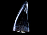 10059 - Albertosaurus Finest Juvenile Premaxillary Tooth Cretaceous Tyrannosaurid Dinosaur - Montana