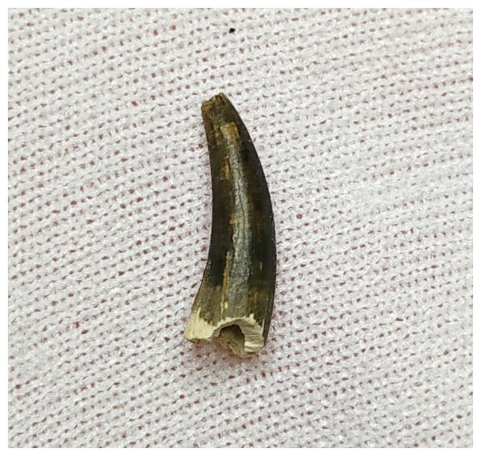 13007 - Exceedingly Rare Plesiosaur (Elasmosaur) Tooth - Stary Oskol, Russia - Cretaceous