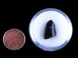10041 - Real Tyrannosaurus Rex Dinosaur Fossil Tooth Tip - Hell Creek Fm - Montana