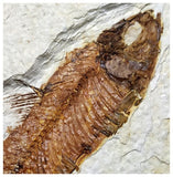 13021 - Finest Grade Knightia eocaena Fossil Fish Green River Fm WY Eocene Age