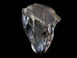 10047 - Real Triceratops horridus Dinosaur Fossil Tooth - Hell Creek Fm - Montana