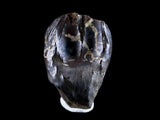 10047 - Real Triceratops horridus Dinosaur Fossil Tooth - Hell Creek Fm - Montana