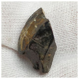 10139 - Top Rare Ouranosaurus Hadrosaurid Dinosaur Tooth Cretaceous Elrhaz Fm