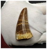 14016 - Top Rare Huge Tylosaurus sp (Mosasaur) Tooth Late Cretaceous