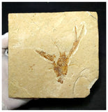 13095 - Amazing Rare Fossil Crustacean Lobster Pseudostacus sp Cretaceous Age Lebanon