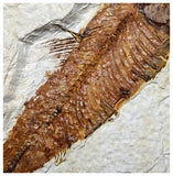 13021 - Finest Grade Knightia eocaena Fossil Fish Green River Fm WY Eocene Age