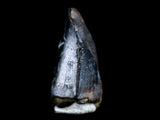 10041 - Real Tyrannosaurus Rex Dinosaur Fossil Tooth Tip - Hell Creek Fm - Montana