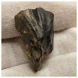 10138 - Top Rare Ouranosaurus Hadrosaurid Dinosaur Tooth Cretaceous Elrhaz Fm