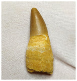 14020 - Finest Grade Complete Rooted Dyrosaurus phosphaticus Crocodile Tooth