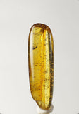 01023 - Choice Grade 0.93 Inch Baltic Amber With An Inclusion Of Fossil Insect (Diptera - Sciaridae Fly)
