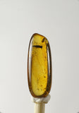01036 - Rare Unidentified 0.71 Inch Baltic Amber With An Inclusion Of Fossil Insect