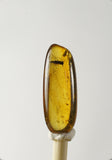 01036 - Rare Unidentified 0.71 Inch Baltic Amber With An Inclusion Of Fossil Insect