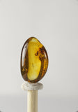 01026 - Top Quality 0.51 Inch Baltic Amber With a Triple Inclusion Of Fossil Insects (Diptera - Sciaridae Fly) + 1 Unidentified Insect