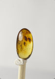 01026 - Top Quality 0.51 Inch Baltic Amber With a Triple Inclusion Of Fossil Insects (Diptera - Sciaridae Fly) + 1 Unidentified Insect