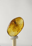 01033 - Choice Grade 0.60 Inch Baltic Amber With An Inclusion Of Fossil Insect (Diptera - Sciaridae Fly)