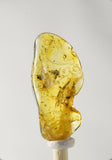 01034 - Extremely Rare 0.87 Inch Baltic Amber With An Inclusion Of Fossil Insect (Diptera - Sciaridae Fly bodily associated with another insect)