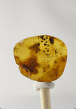 01025 - Super Rare 0.64 Inch Baltic Amber With An Inclusion Of Fossil Insect (Caddisfly)