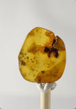 01025 - Super Rare 0.64 Inch Baltic Amber With An Inclusion Of Fossil Insect (Caddisfly)