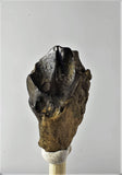 01038 - Partial Shed 0.65 Inch Triceratops horridus Dinosaur Tooth