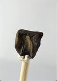 01039 - Partial Shed 0.38 Inch Triceratops horridus Dinosaur Tooth