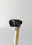 01045 - Well Preserved 0.35 Inch Brachylophosaurus Dinosaur Tooth